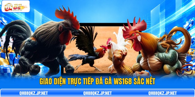 Giao diện trực tiếp đá gà WS168 sắc nét Giao diện trực tiếp đá gà WS168 sắc nét