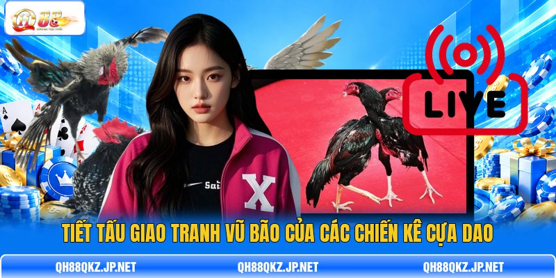 Tiết tấu giao tranh vũ bão của các chiến kê cựa dao Tiết tấu giao tranh vũ bão của các chiến kê cựa dao
